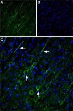 Anti-TRPC5 antibody produced in rabbit affinity isolated antibody, lyophilized powder