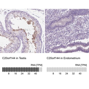 Anti-C20ORF144 antibody produced in rabbit Prestige Antibodies&#174; Powered by Atlas Antibodies, affinity isolated antibody, buffered aqueous glycerol solution