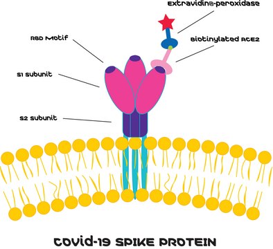 SARS-CoV-2 (COVID-19) Inhibitors Screening Kit&nbsp; Based on SPIKE - ACE2 Binding Assay, Colorimetric, sufficient for 200 tests