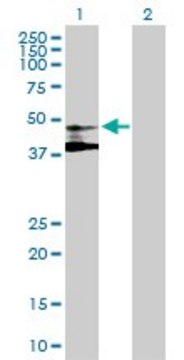 Anti-ST3GAL3 antibody produced in mouse purified immunoglobulin, buffered aqueous solution