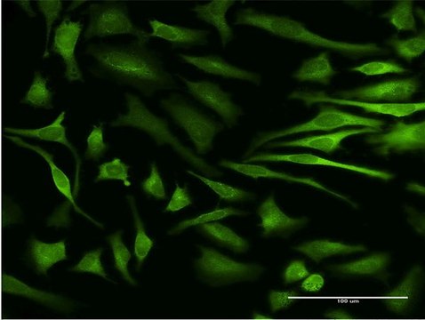 Monoclonal Anti-MAPKAPK5, (C-terminal) antibody produced in mouse clone 3D7, purified immunoglobulin, buffered aqueous solution