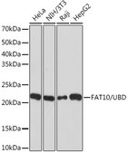 Anti-FAT10/UBD Antibody, clone 10A6T5, Rabbit Monoclonal