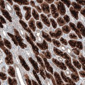 Anti-PDZK1 antibody produced in rabbit Prestige Antibodies® Powered by Atlas Antibodies, affinity isolated antibody, buffered aqueous glycerol solution, Ab2