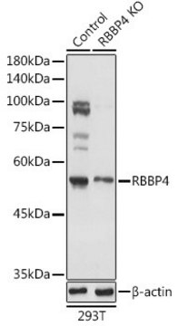 Anti- RBBP4 antibody produced in rabbit