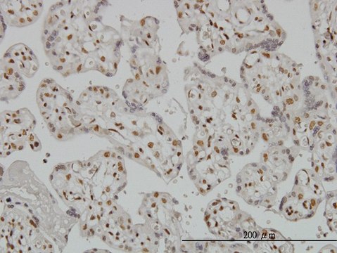 Monoclonal Anti-RUNX2 antibody produced in mouse clone 1D8, purified immunoglobulin, buffered aqueous solution