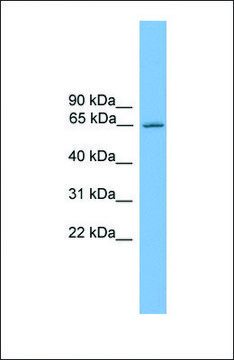 Anti-NR4A3, (C-terminal) antibody produced in rabbit affinity isolated antibody