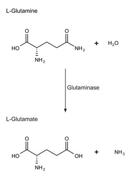 谷氨酰胺酶 来源于大肠杆菌 Grade V, lyophilized powder, 50-200&#160;units/mg protein