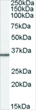 Anti-MRPL3 antibody produced in goat affinity isolated antibody, buffered aqueous solution