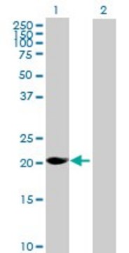 Anti-MAGEH1 antibody produced in mouse purified immunoglobulin, buffered aqueous solution