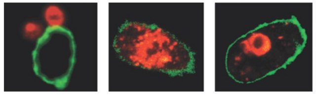 LookOut&#174; Mycoplasma qPCR Detection Kit