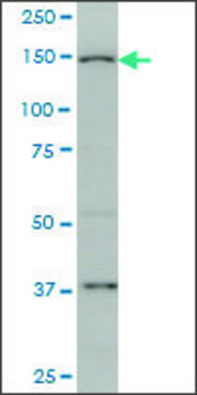 Monoclonal Anti-RIMS2 antibody produced in mouse clone 3C12, ascites fluid