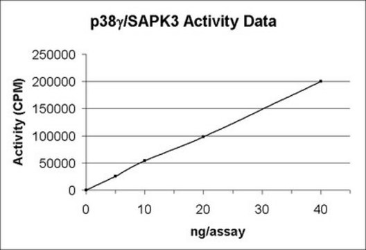 p38&#947;/SAPK3 Protein, active, 10 &#181;g Active, recombinant GST fusion protein corresponding to full length human p38&#947;/SAPK3, for use in Kinase Assays.