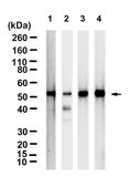 Anti-ATP Synthase β Antibody, clone 1E6 ZooMAb® Rabbit Monoclonal recombinant, expressed in HEK 293 cells