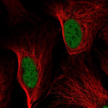 Anti-DDIT3 antibody produced in rabbit Prestige Antibodies&#174; Powered by Atlas Antibodies, affinity isolated antibody