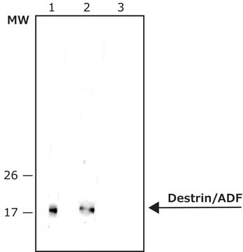 Anti-Destrin/ADF (AE-14) antibody produced in rabbit affinity isolated antibody, buffered aqueous solution