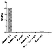 Goat Anti-Mouse kappa HRP Alpaca Heavy chain only Antibody recombinant Alpaca(VHH) Nano antibody