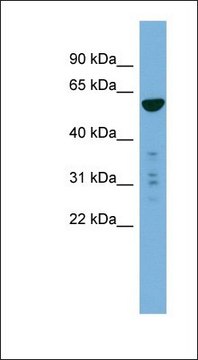 Anti-PTDSS2 antibody produced in rabbit affinity isolated antibody