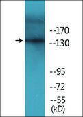 Anti-phospho-EGFR (pTyr1069) antibody produced in rabbit affinity isolated antibody