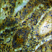 Anti-phospho-Bloom Syndrome (pThr99) antibody produced in rabbit affinity isolated antibody