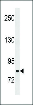 ANTI-SLCO1B3(C-TERMINAL) antibody produced in rabbit affinity isolated antibody, buffered aqueous solution