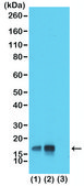 Anti-Phospho-Histone H3 (Thr3) antibody, Rabbit monoclonal recombinant, expressed in HEK 293 cells, clone RM159, purified immunoglobulin
