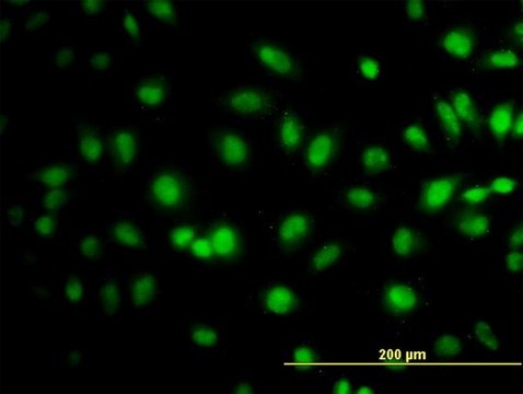 Monoclonal Anti-TCEB3 antibody produced in mouse clone 1F3, purified immunoglobulin, buffered aqueous solution