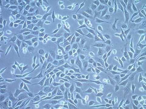 ID8 Mouse Ovarian Surface Epithelial Cell Line ID8 mouse ovarian surface epithelial cell line is frequently used as a syngeneic mouse model for human ovarian cancer.