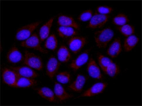 Anti-NMD3 antibody produced in rabbit ~1.0&#160;mg/mL, affinity isolated antibody