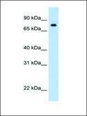 Anti-STAT1 (AB3) antibody produced in rabbit affinity isolated antibody