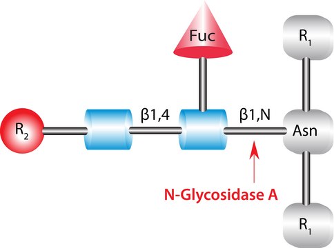 糖肽酶 A 来源于杏仁 buffered aqueous glycerol solution, &#8805;0.05&#160;unit/mL