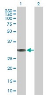 Anti-BRMS1 antibody produced in rabbit purified immunoglobulin, buffered aqueous solution