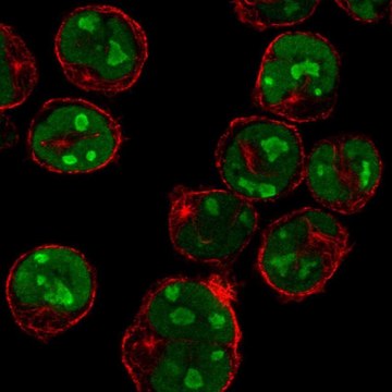 Anti-MNDA antibody produced in rabbit Prestige Antibodies&#174; Powered by Atlas Antibodies, affinity isolated antibody