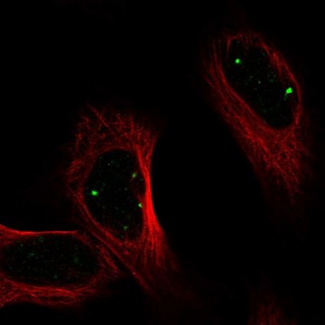 Anti-PRDM15 antibody produced in rabbit Prestige Antibodies&#174; Powered by Atlas Antibodies, affinity isolated antibody