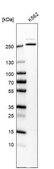 Anti-MCM3AP antibody produced in rabbit Prestige Antibodies® Powered by Atlas Antibodies, affinity isolated antibody, buffered aqueous glycerol solution