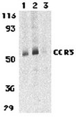 Anti-CCR3 antibody produced in rabbit affinity isolated antibody