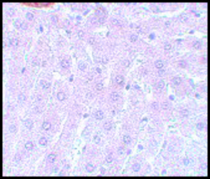 Anti-APC3 antibody produced in rabbit affinity isolated antibody, buffered aqueous solution