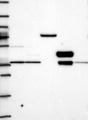 Anti-TSPAN15 antibody produced in rabbit Prestige Antibodies® Powered by Atlas Antibodies, affinity isolated antibody, buffered aqueous glycerol solution