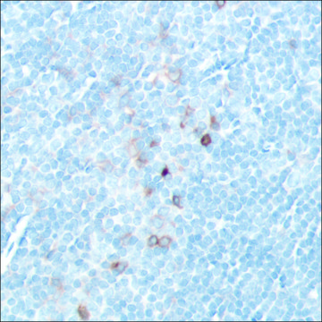 Anti-CD25 antibody, Rabbit monoclonal clone SP176, recombinant, expressed in proprietary host, affinity isolated antibody