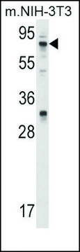 Anti-PPP2R1A (N-term) antibody produced in rabbit IgG fraction of antiserum, buffered aqueous solution