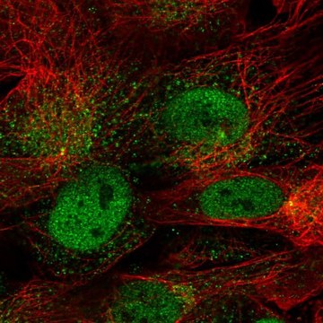 Anti-CDR1 antibody produced in rabbit Prestige Antibodies&#174; Powered by Atlas Antibodies, affinity isolated antibody