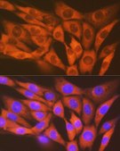Anti-STK3/MST2 antibody produced in rabbit