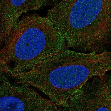 Anti-PLXNA4 antibody produced in rabbit Prestige Antibodies&#174; Powered by Atlas Antibodies, affinity isolated antibody