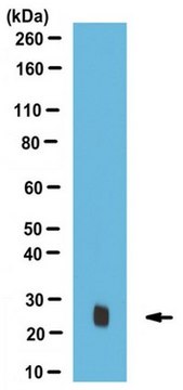 Anti-Rab32 Antibody serum, from rabbit