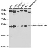 Anti- HP1 alpha/CBX5 antibody produced in rabbit