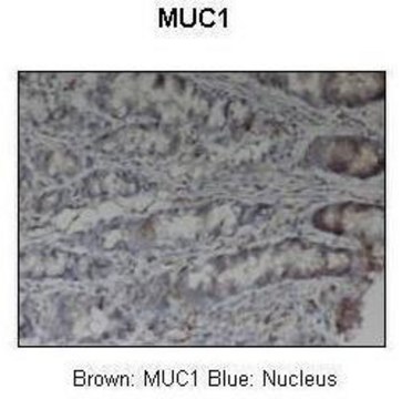 Anti-MUC1 (ab2) antibody produced in rabbit affinity isolated antibody