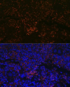 Anti-CXCR3 antibody produced in rabbit