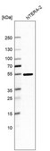 Anti-RNPS1 antibody produced in rabbit Prestige Antibodies® Powered by Atlas Antibodies, affinity isolated antibody, buffered aqueous glycerol solution