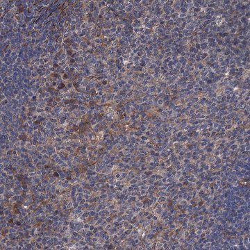 Anti-ARHGAP11A antibody produced in rabbit Prestige Antibodies&#174; Powered by Atlas Antibodies, affinity isolated antibody, buffered aqueous glycerol solution