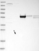 Anti-MROH1 antibody produced in rabbit Prestige Antibodies® Powered by Atlas Antibodies, affinity isolated antibody, buffered aqueous glycerol solution