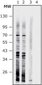 Anti-Enterococcus faecalis antibody produced in rabbit IgG fraction of antiserum